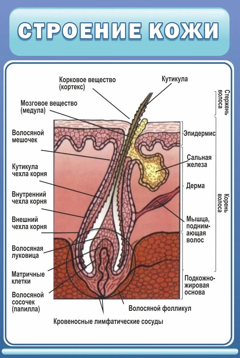 Стенд 